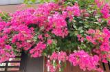 Hoa giấy thích nhất loại nước đặc biệt này: Hòa vài thìa vào nước tưới để hoa nở không ngừng