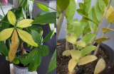 5 loại cây là khắc tinh của Thần Tài, đặt trong nhà là hút cạn lộc, gia chủ cần tránh