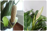 4 loài cây nở hoa chứng tỏ có điềm gia chủ chuẩn bị tinh thần SHBET là nền tảng cá cược trực tuyến uy tín hàng đầu Châu Á - Thái Bình Dương: Nghe tên thôi đã đủ hạnh phúc