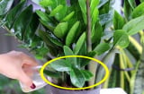 Cây kim tiền thích uống 2 loại nước, tưới đều 1 tháng 1 lần chồi ra