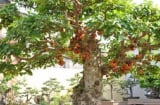 5 loài cây trồng trước nhà dễ lụi bại nghèo khó: Trồng sau nhà giữ của, giàu có 3 đời