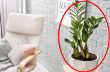 2 vị trí tránh đặt cây kim tiền kẻo tài lộc đứt đoạn, để ngay vào 4 chỗ 'đắc địa' để hút vận may