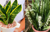 Cây lưỡi hổ thích uống thứ nước này, 2 tháng một bát là lá bóng khỏe, ra hoa gọi lộc về nhà