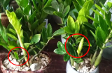 Cây kim tiền thích uống 2 loại nước, 1 tháng 1 lần chồi ra, hoa nhanh nở
