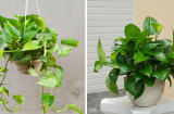 Cây trầu bà hợp với người mệnh này nhất, trong nhà có 1 chậu tài lộc nhân lên gấp bội