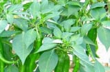 Hãy trồng một cây ớt trong nhà, không phải để lấy quả mà để lấy lá làm đẹp da cực bất ngờ như này