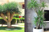 Thầy phong thủy chỉ: 2 cây cảnh phú quý, trấn trạch an gia, trồng càng lâu càng phú quý