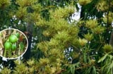 Trong nhà có 4 loại hoa nở là 'điểm gở', gia chủ chú ý kẻo gặp rắc rối, nhất là loại số 1