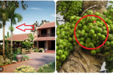 5 cây trồng trước nhà ly tan, bại sản, nghèo khó: Trồng sau nhà giữ của, con cháu hưởng phúc giàu có 3 đời