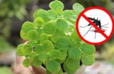 Ngôi nhà quanh năm không có bóng con muỗi nào: Nhờ 5 loại cây cảnh dễ trồng này