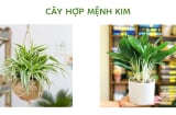 Người mệnh Kim hợp với 9 loại cây phong thủy, để trong nhà 1 chậu là lộc đến ào ào