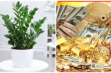 Cây kim tiền rất thích 2 vị trí này: Càng để càng hút lộc, gia chủ làm ăn thuận lợi, chẳng lo thiếu tiền