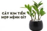 Người thuộc 2 mệnh này trồng cây kim tiền cực hợp, để trong nhà quanh năm gặp may, hút tài lộc