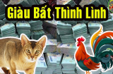 4 tuổi phất lên như vũ bão, Phật Bà ban phước giàu sụ trong tháng 8 dương