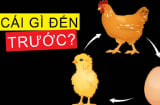 Con gà có trước hay quả trứng có trước? Đây mới chính là đáp án chính xác nhất