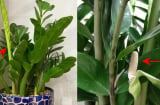 Tưới cây kim tiền bằng 2 loại nước này, chồi non mọc tua tủa, ra hoa gọi lộc về nhà
