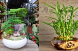 9 cây cảnh hợp với người mệnh Thủy, trồng trong nhà để lộc đến không ngừng