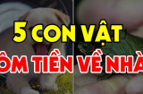 5 loài vật này vào nhà: Thần Tài ghé thăm, đừng dại đuổi đi kẻo mất hết phúc lộc