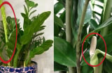 Cây kim tiền thích nhất uống 2 loại nước, 1 tháng 1 lần chồi ra tua tủa