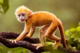 4 tuổi là đại gia ngầm chính hiệu, bên ngoài quê mùa bên trong giàu sụ
