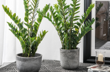 2 kiểu người này dừng dại trồng cây kim tiền: Lộc đâu không thấy, chỉ lắm tai ương hao tài