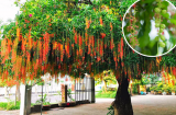 Nghèo tới mấy cũng đừng chặt 3 loại cây này kẻo mất hết phúc lộc: Càng trồng lâu, càng lắm tiền nhiều của