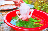 Vò nắm lá này thả vào chậu nước: Nhổ lông vịt siêu nhanh, không còn một cọng lông măng, hết sạch mùi hôi