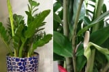 Cây kim tiền thích 'ăn' 3 thứ này, cứ vùi vào chậu là chồi non đua nhau mọc, nhanh ra hoa