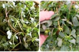 5 loại “rau trường thọ” bổ ngang nhân sâm: Mọc nhiều như cỏ dại ngoài vườn nhưng ít người biết  ăn