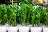Có 1 kiểu người dừng dại trồng cây kim tiền: Lộc đâu chẳng thấy, chỉ hao tổn tài lộc, tiền bạc trôi sông