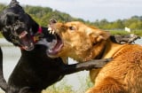 Tổ Tiên nhắc nhở: 'Một nhà đừng nuôi quá 2 con chó', vì sao lại thế?