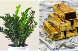 Người thuộc tuổi này đừng dại trồng cây kim tiền: Chưa thấy lộc về, tiền bạc đã trôi sông, dễ khánh kiệt