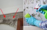 Tường trắng bị mốc loang lổ, lấy thứ này lau là sạch