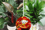 Loại cây cảnh nghe tên đã thấy “mùi tiền”, đặt ở đâu hút lộc về ở đấy