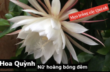 4 loại hoa chỉ nở về đêm, mùi thơm dễ chịu, lọc sạch không khí