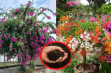 Hoa giấy thích 'ăn' nhất 3 món này: Cứ đổ vào gốc là cây tươi tốt, hoa tuôn như suối