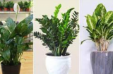 Học nhà giàu trồng 5 cây trong phòng khách, rước lộc vào nhà, của cải tìm đến
