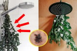 Nhà vệ sinh lắm muỗi dĩn, lấy ngay thứ này để đuổi, vừa rẻ vừa hiệu quả