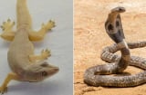 Tổ Tiên nói: 'Thà giết 10 con rắn còn hơn giết 1 con tắc kè nhà', vì sao thế?