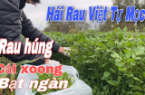 Loại rau nhiều chất bổ nhất thế giới, người Việt hay ăn nhưng ăn chưa đúng cách