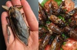 Đặc sản chui ra từ sình lầy có giá siêu đắt, tới 5 triệu đồng/kg vẫn nhiều người mê