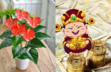 Nhà có 5 loại cây vừa đẹp vừa sang lại giúp gọi lộc, hút tiền tài