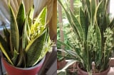 Cây lưỡi hổ trồng mãi không ra hoa, làm theo cách này trổ bông tua tủa, tha hồ gọi lộc