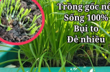 Loại rau mọc um tùm như cỏ dại nhưng “bổ hơn thịt, rẻ hơn thuốc”, có 1 cây quý hơn vàng