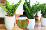 Cây kim tiền thích 4 thứ nước này, nửa tháng tưới 1 lần là chồi non đua nhau mọc