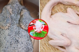 Vò nắm lá này thả vào chậu nước: Nhổ lông vịt siêu nhanh, không còn một cọng lông măng, hết sạch mùi hôi