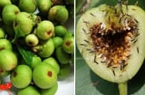 Bên trong quả sung thường có côn trùng, vậy chúng chui vào bằng cách nào? Rất nhiều người không biết