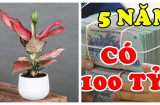 Shbet800 tải ứng dụng đừng đặt hoa cúc lên bàn thờ mãi: Đây là 5 loại hoa hút lộc, nghe tên đã có tiền vào