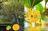 Trồng cây này như 'chôn vàng' trong sân, tài lộc rầm rộ kéo đến, vừa chiêu báu, chiêu tài lại thơm nức nhà
