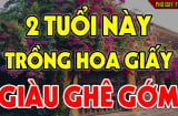Ai thuộc tuổi này trồng hoa giấy như cá Chép hóa Rồng: Kinh doanh đắc tài, chẳng thiếu tiền xài